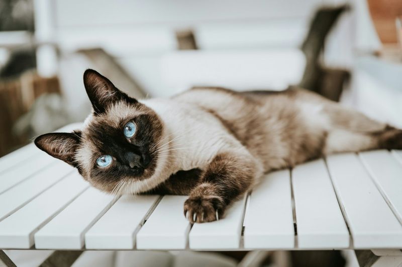 Emotional Shadow: The Siamese