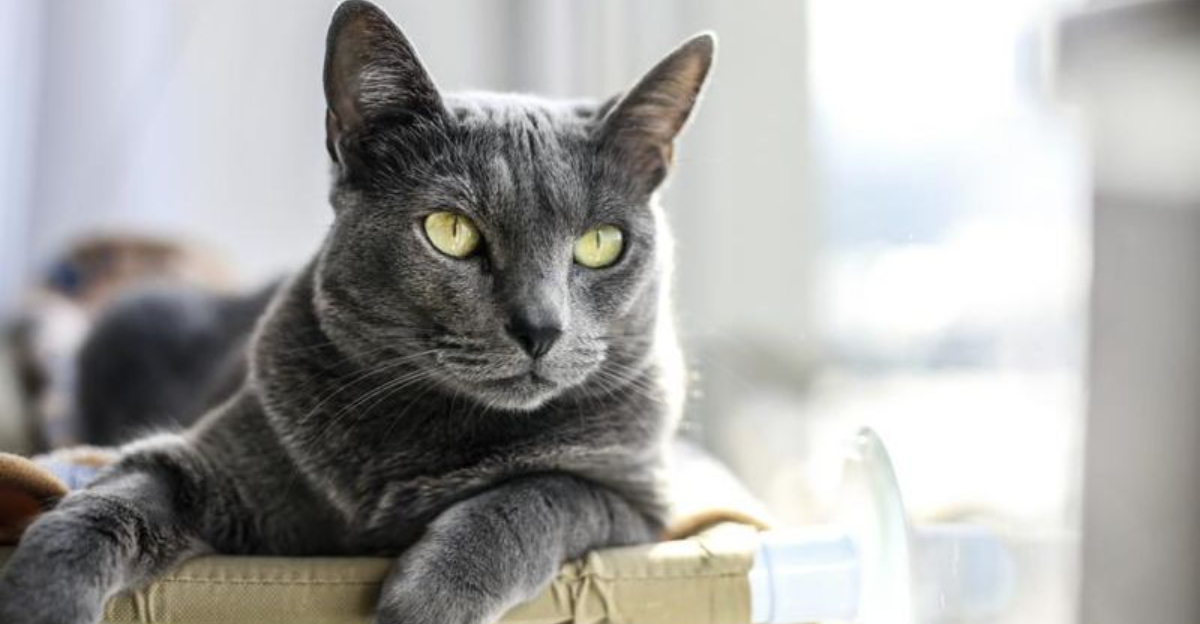 7 Cats That Connect Deeply With Your Feelings (& 7 That Stay Unbothered)