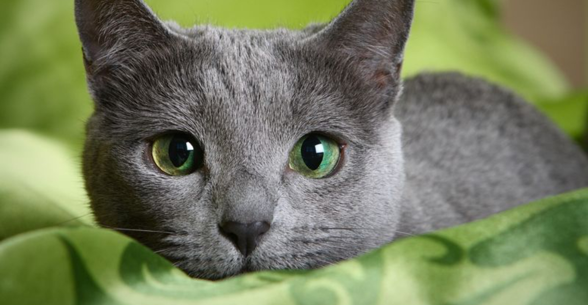 7 Cats With Gorgeous Coats And 7 With Captivating Eyes