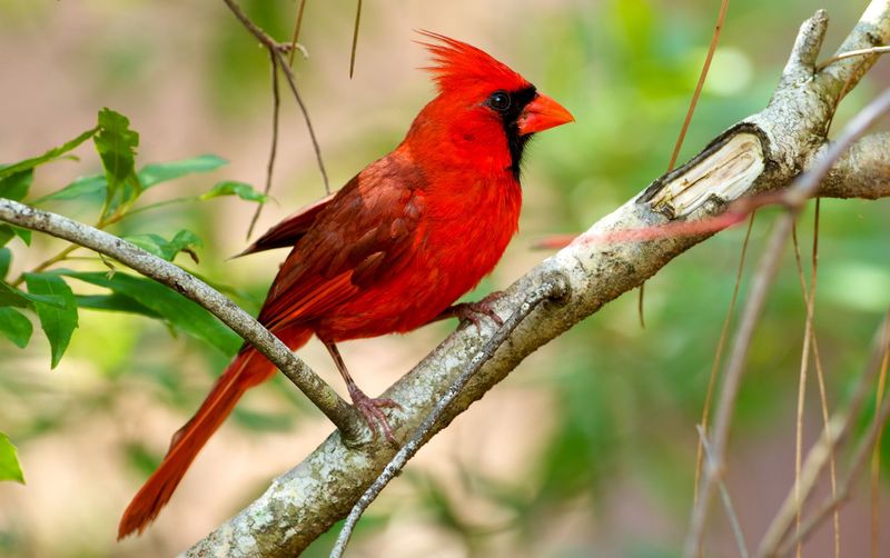 Northern Cardinal