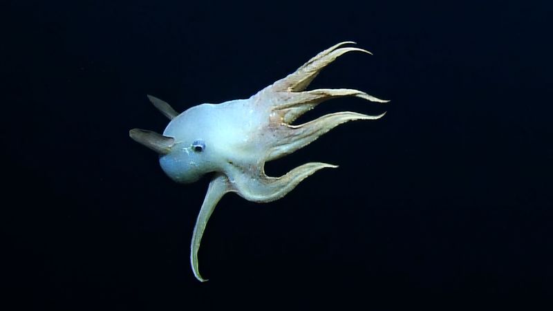 Ghost-White Dumbo Octopus