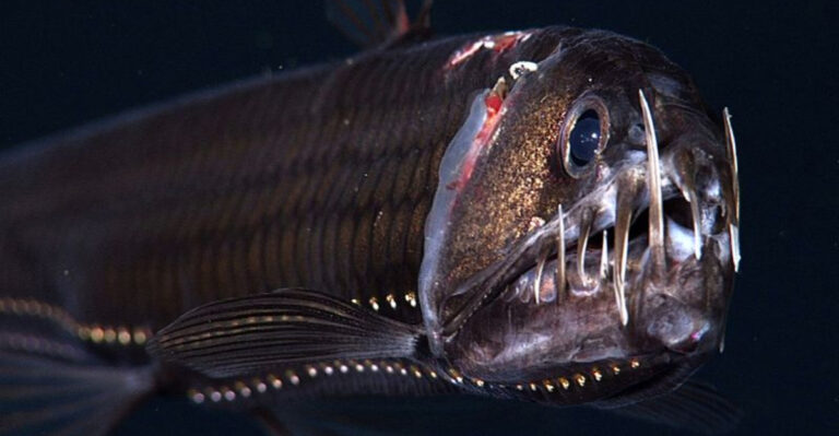 7 Creatures Found More Than A Mile Underwater (And 7 You’ll Spot Near The Surface)