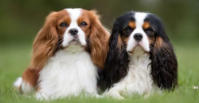 7 Dog Breeds With Sensitive Souls (And 8 That Stay Cool No Matter What)