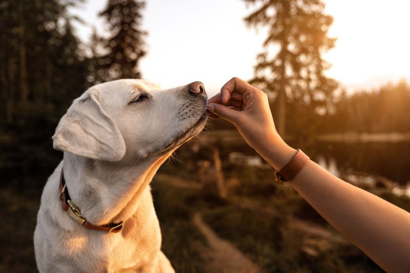 Perpetual Party Animal: The Labrador Retriever