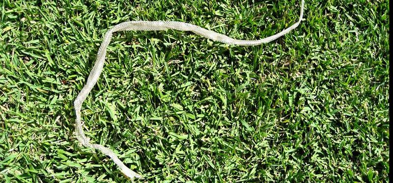 Shed Snake Skin