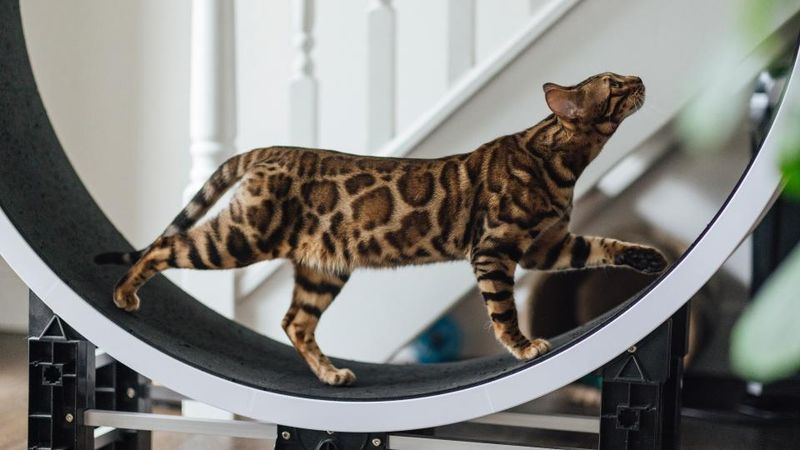 Bouncing Bengals: Miniature Leopards With Endless Energy