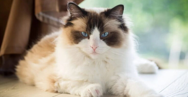 7 Energetic Cats For Active Owners & 7 Calm Cats Ideal For Older Adults