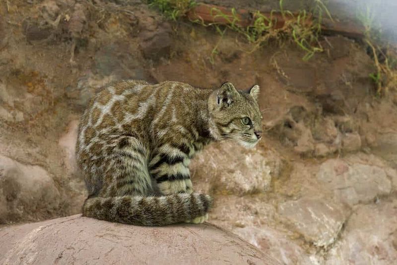 Snow Leopard's South American Cousin