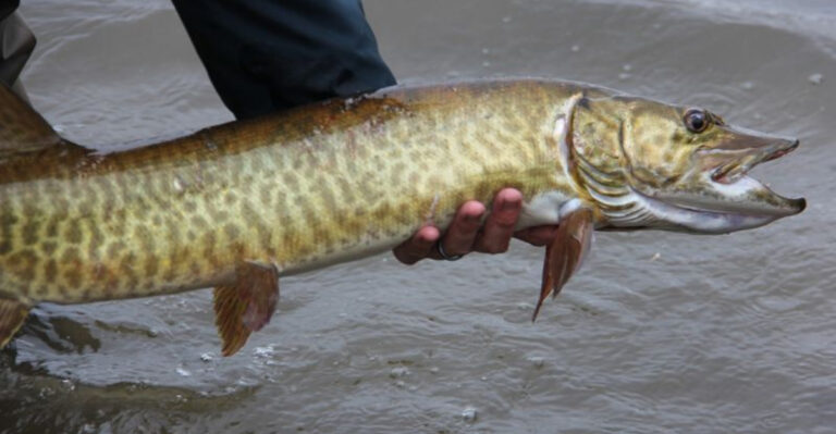 7 Fishing Records That Have Remained Unbroken For Over 50 Years (And 5 That Were Just Recently Broken)