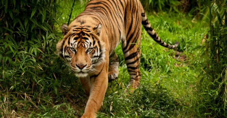 7 Genius Hunting Tactics Of Wild Cats And 7 Animals That Outsmart Them