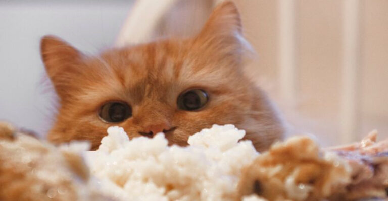 7 Grains Cats Can Digest (And 7 That Could Upset Their Stomach)