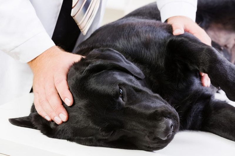 Joint Pain And Mobility Issues