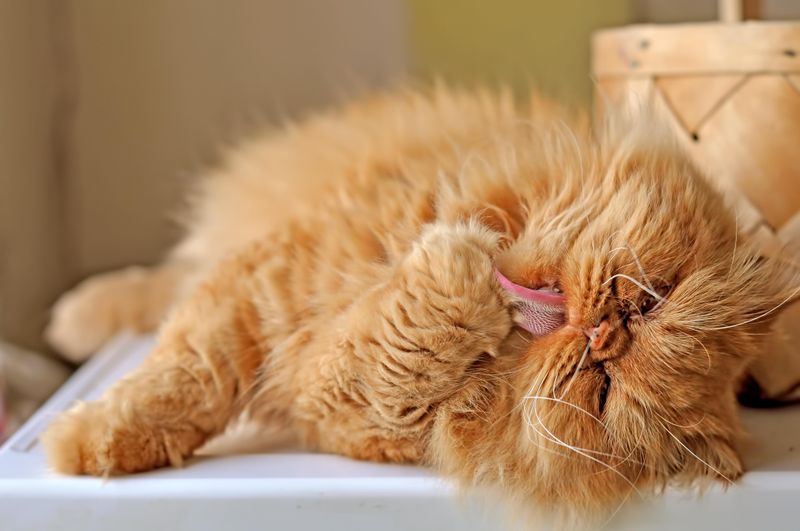 Persian