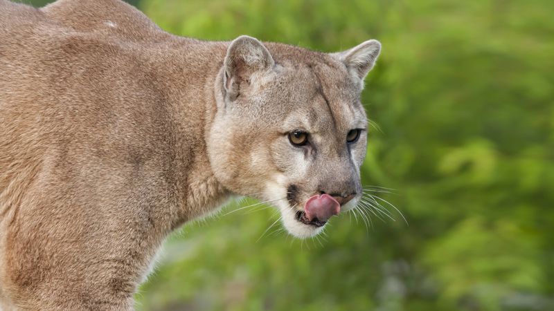 Mountain Lion (Cougar) – California