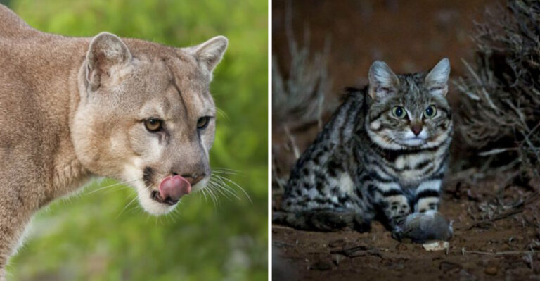 7 Largest And 7 Smallest Wild Cats Spotted Across The U.S.