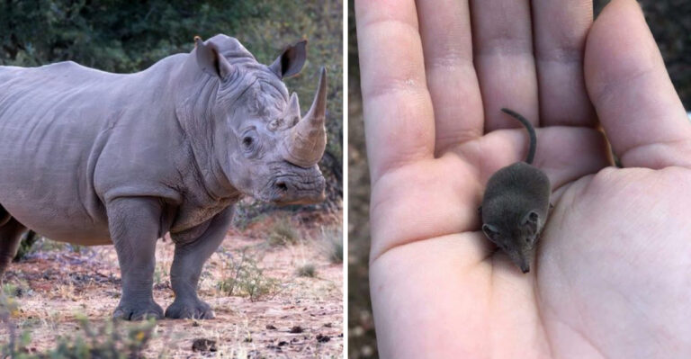 7 Largest Mammals On Earth (And 7 Smallest That Will Surprise You)