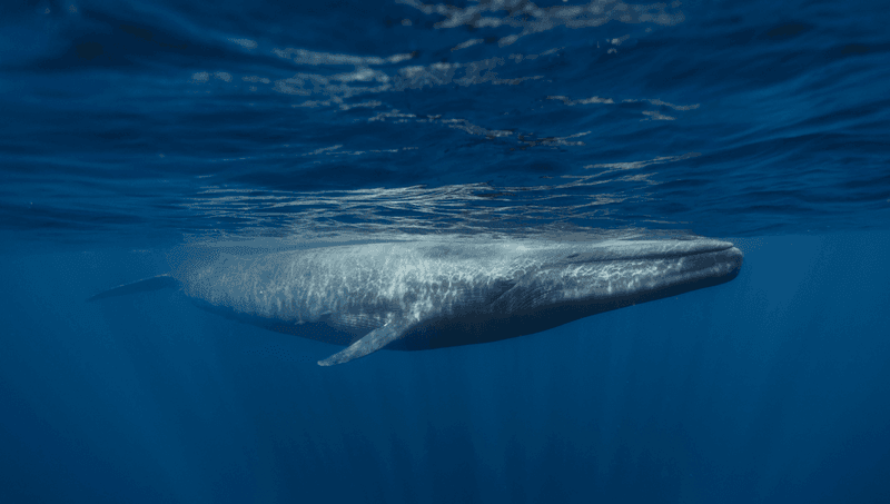Blue Whale (Largest Mammal)