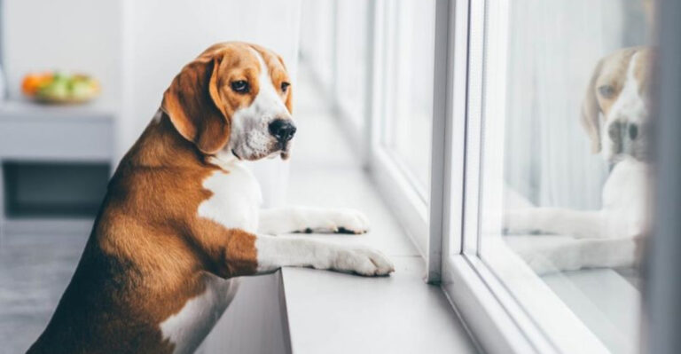 7 Little Things Your Dog Notices About You Every Day (And 5 Things That Secretly Annoy Them)