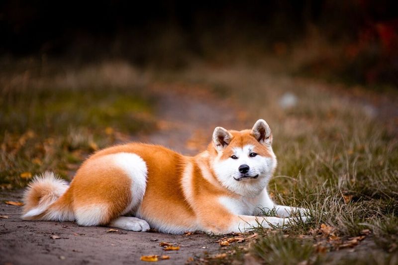 Shiba Inu