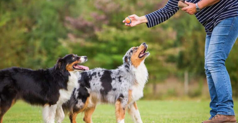 7 Most Challenging And 7 Easiest Dog Breeds To Train