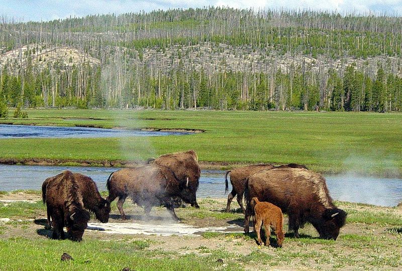 Bison Roam Free In Wyoming