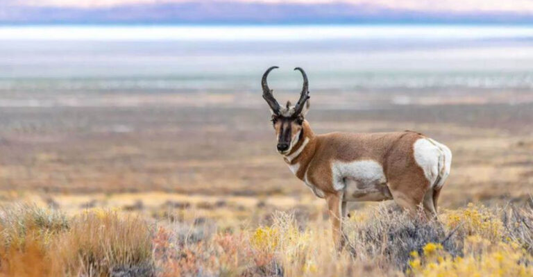 7 Most Wild Animals Spotted In These States (And 7 That Rarely Make An Appearance)