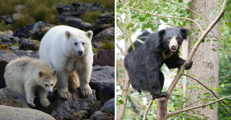 7 Peaceful Bear Species You Might Encounter In North America (And 6 Rarely Seen Ones)