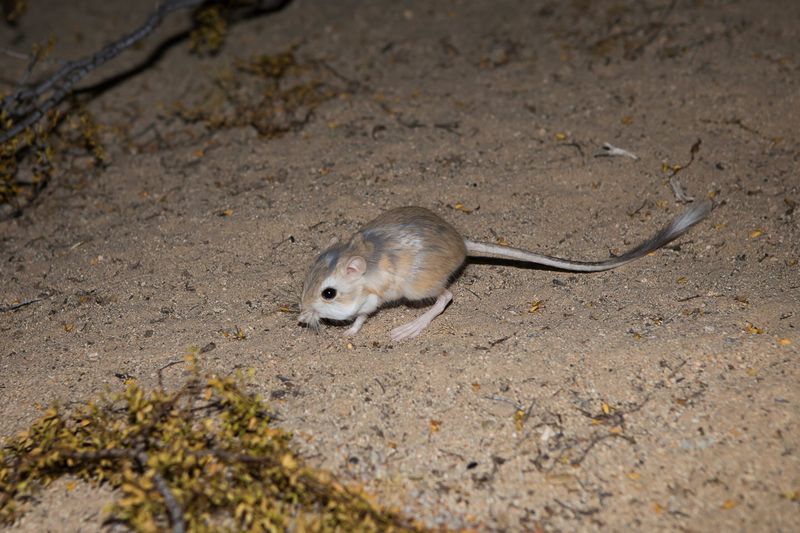 Kangaroo Rat