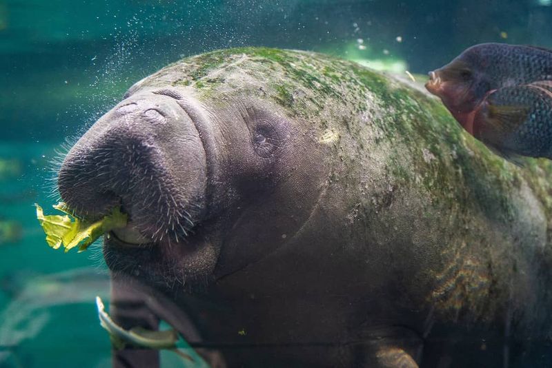 Manatees: The Surprising Truth Behind Mermaids