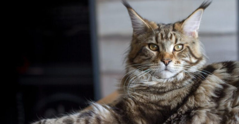 7 Reasons Maine Coons Aren’t The Easiest Cats To Own (And 5 Unique Traits That Set Them Apart From Other Breeds)