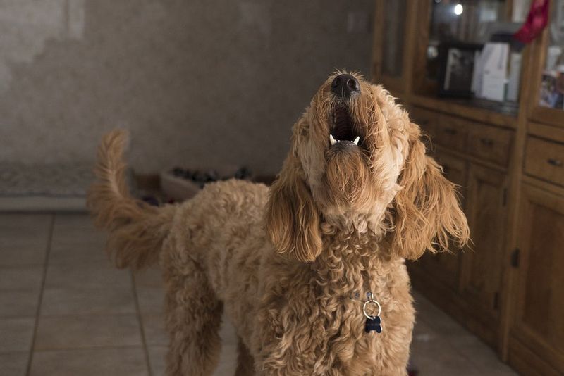 Excessive Barking Or Whining