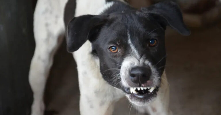 7 Signs Your Dog Is Unhappy (And 6 That Scream Happiness)