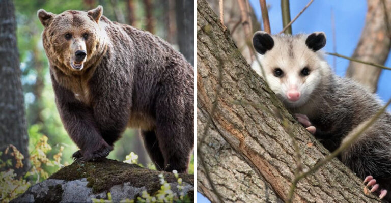 7 Strongest Animals In The United States (And 7 Weakest)
