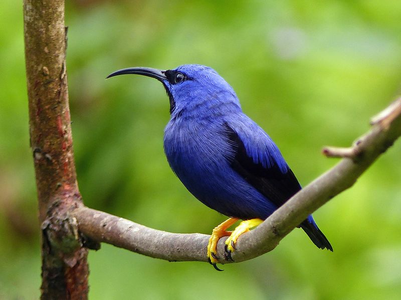 Purple Honeycreeper: Tiny Tropical Jewel
