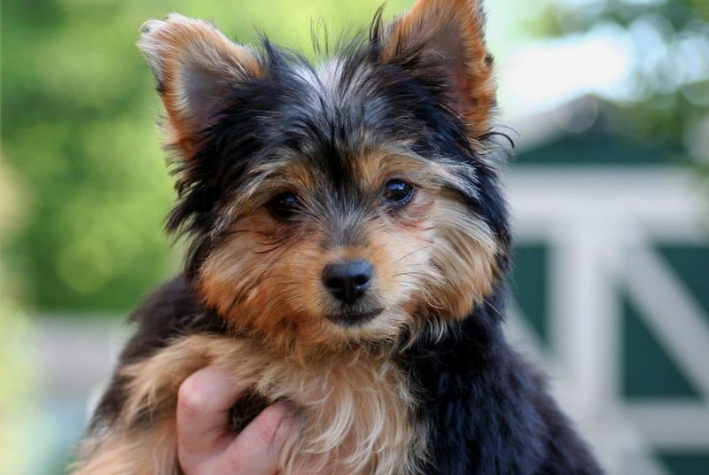 Chorkie: Chihuahua + Yorkie Cuteness Overload