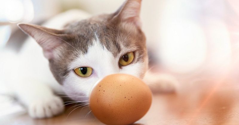Cooked Eggs - A Protein Powerhouse