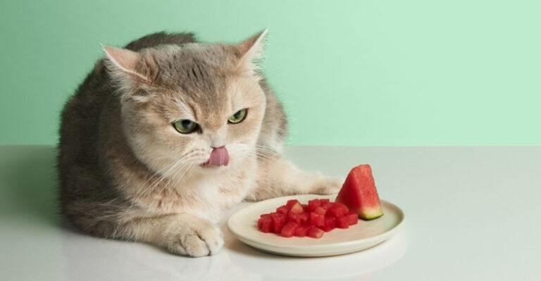 7 Surprising Foods That Are Safe For Cats & 7 That Could Harm Them