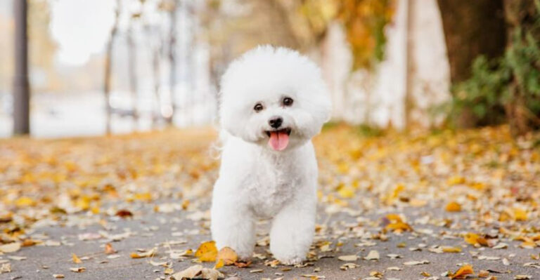 7 Sweet Dogs That Melt Your Heart And 7 That Challenge Your Patience