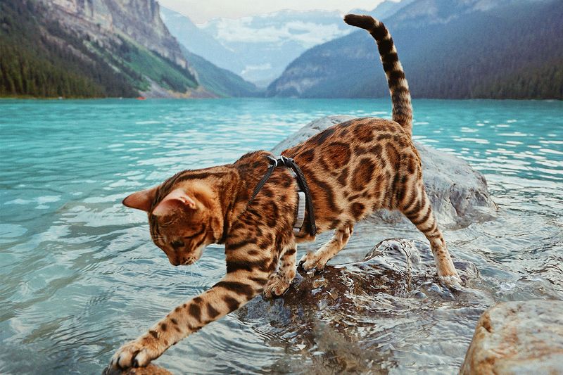 Road-Warrior Bengals