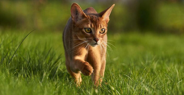 7 Travel-Friendly Cats & 7 That Love Staying Home