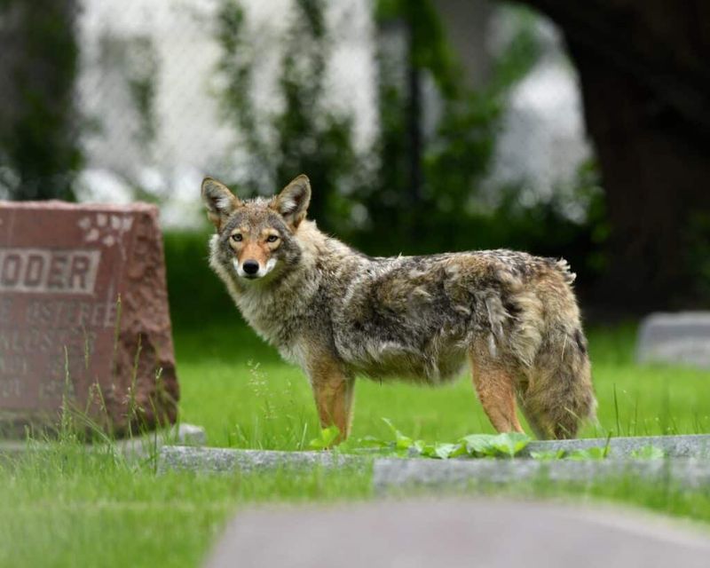 Coyotes Aren't Looking To Attack You