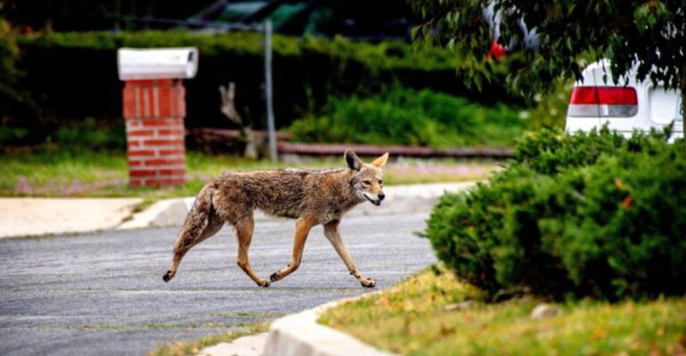 7 Truths About Living Near Coyotes – And 7 Things That Actually Keep Them Away