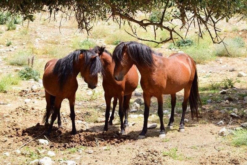 The Mountain-Climbing Marvel: Skyros Pony