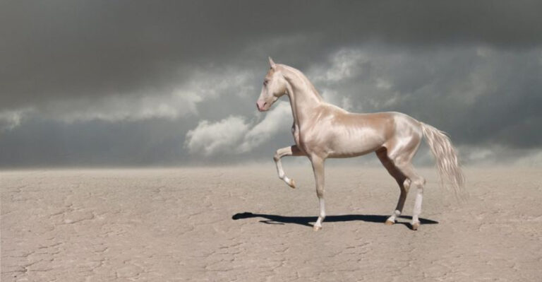 7 Unique Horse Breeds You've Never Heard Of And 8 That Are Super Common