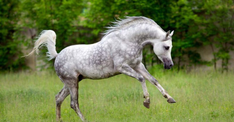 7 Unpredictable Horse Breeds That Demand Caution (And 7 That Are Calm And Reliable)