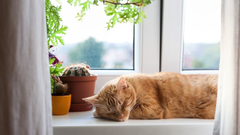 Space-Saving Snugglers