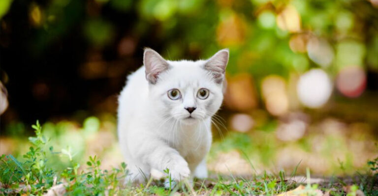 7 Upsides And 7 Downsides Of Owning A Tiny Cat