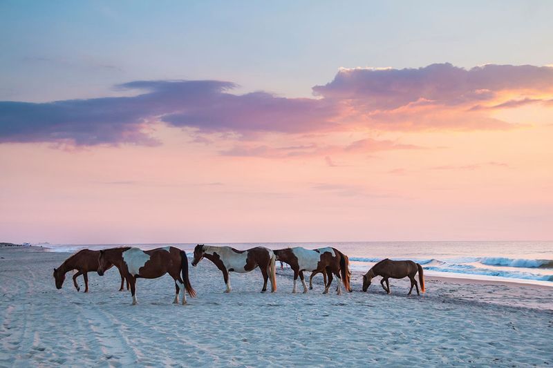 Assateague Island's Beach-Loving Beauties