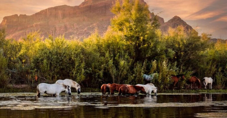 8 Amazing U.S. Spots To Spot Wild Horses (And 4 That Lost Them Forever)