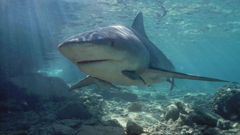 Mississippi River: Unexpected Bull Shark Territory